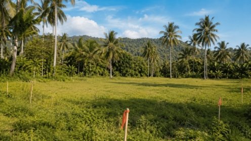 Terrain à bâtir borné avec cocotiers à Koh Samui
